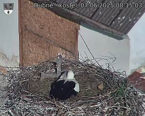 Capi_Dubne_20250507_081503.jpg (1350 x 1080)