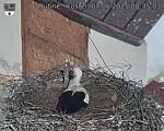 Capi_Dubne_20250507_083503.jpg