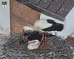 Capi_Dubne_20250507_090003.jpg