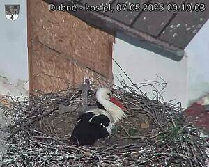 Capi_Dubne_20250507_091003.jpg (1350 x 1080)