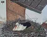 Capi_Dubne_20250507_092502.jpg