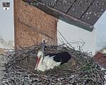 Capi_Dubne_20250507_093004.jpg