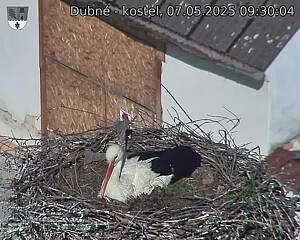 Capi_Dubne_20250507_093004.jpg (1350 x 1080)