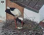 Capi_Dubne_20250507_094502.jpg