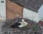 Capi_Dubne_20250507_095003.jpg