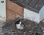 Capi_Dubne_20250507_102503.jpg