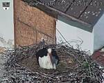 Capi_Dubne_20250507_104003.jpg
