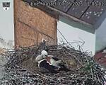 Capi_Dubne_20250507_110502.jpg