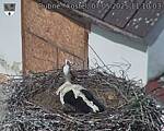 Capi_Dubne_20250507_111003.jpg