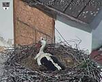 Capi_Dubne_20250507_111503.jpg