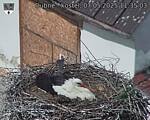 Capi_Dubne_20250507_113503.jpg