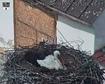 Capi_Dubne_20250507_114003.jpg