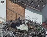 Capi_Dubne_20250507_115002.jpg