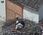 Capi_Dubne_20250507_122503.jpg