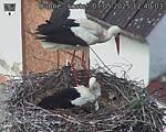 Capi_Dubne_20250507_124003.jpg