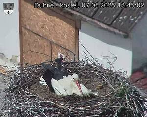 Capi_Dubne_20250507_124502.jpg (1350 x 1080)