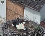 Capi_Dubne_20250507_125003.jpg