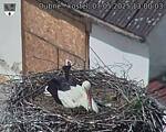 Capi_Dubne_20250507_130003.jpg