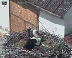 Capi_Dubne_20250507_131002.jpg