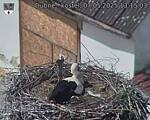 Capi_Dubne_20250507_131503.jpg