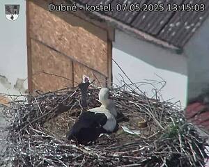 Capi_Dubne_20250507_131503.jpg (1350 x 1080)