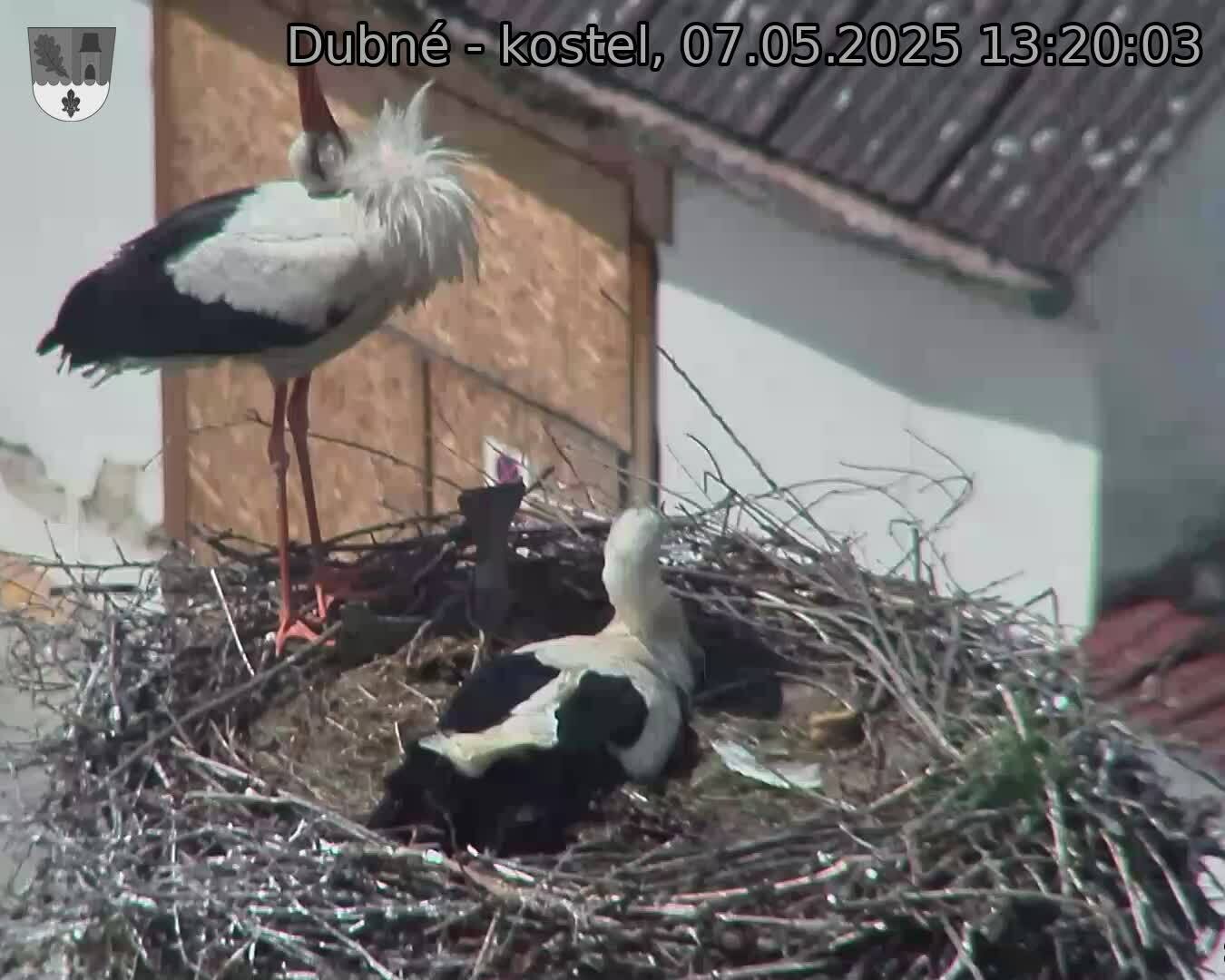 Capi_Dubne_20250507_132003.jpg (1350 x 1080)