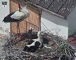 Capi_Dubne_20250507_132003.jpg