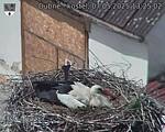 Capi_Dubne_20250507_132502.jpg