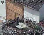 Capi_Dubne_20250507_133502.jpg