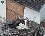 Capi_Dubne_20250507_135003.jpg