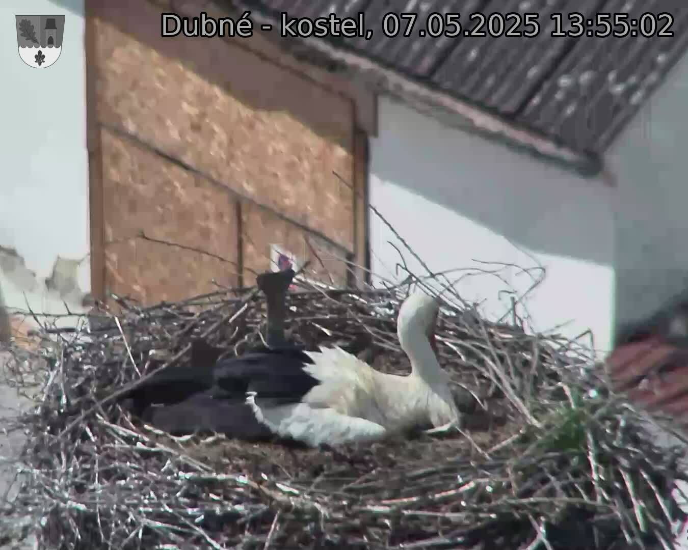 Capi_Dubne_20250507_135502.jpg (1350 x 1080)