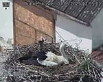 Capi_Dubne_20250507_135502.jpg