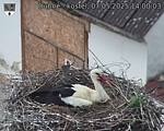 Capi_Dubne_20250507_140003.jpg