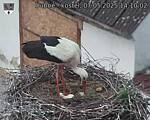 Capi_Dubne_20250507_141002.jpg