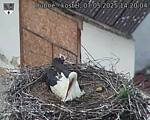 Capi_Dubne_20250507_142004.jpg