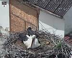 Capi_Dubne_20250507_142503.jpg