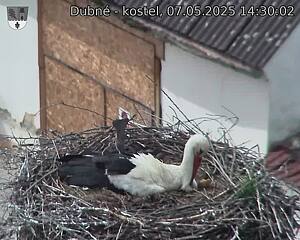 Capi_Dubne_20250507_143002.jpg (1350 x 1080)