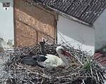 Capi_Dubne_20250507_143503.jpg