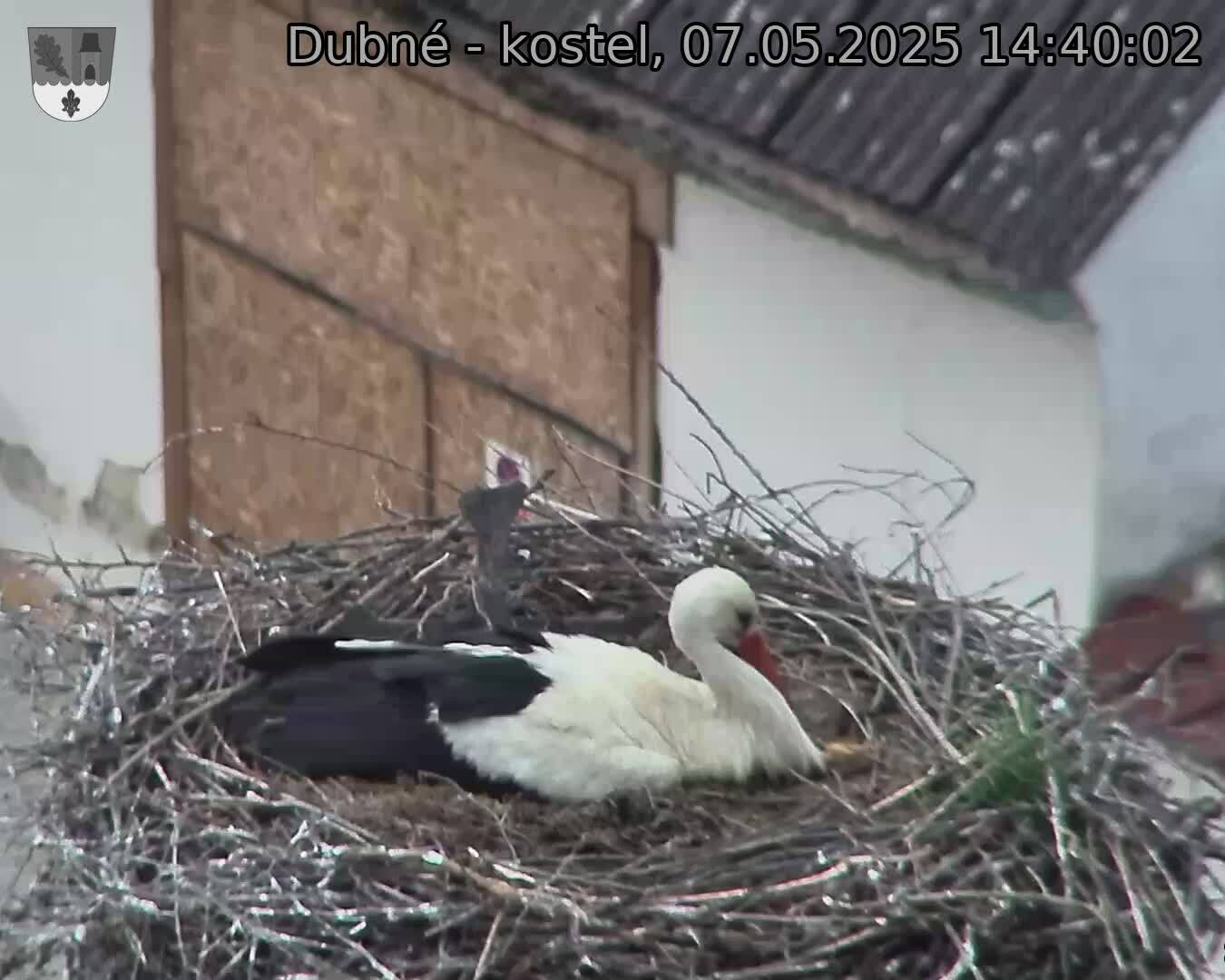 Capi_Dubne_20250507_144002.jpg (1350 x 1080)