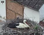 Capi_Dubne_20250507_151003.jpg