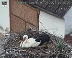 Capi_Dubne_20250507_152503.jpg