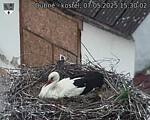 Capi_Dubne_20250507_153002.jpg