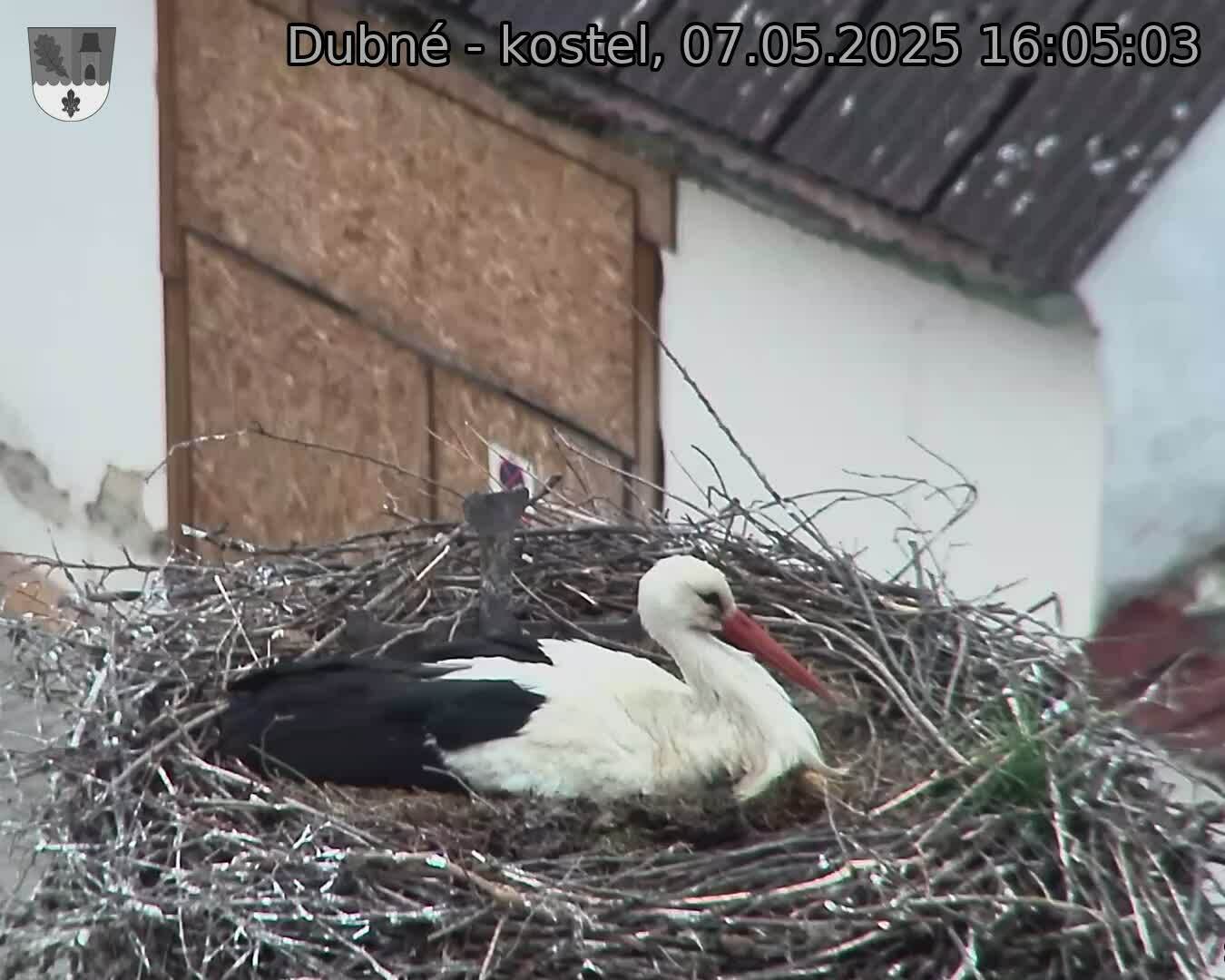 Capi_Dubne_20250507_160503.jpg (1350 x 1080)