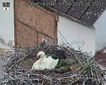 Capi_Dubne_20250507_162502.jpg