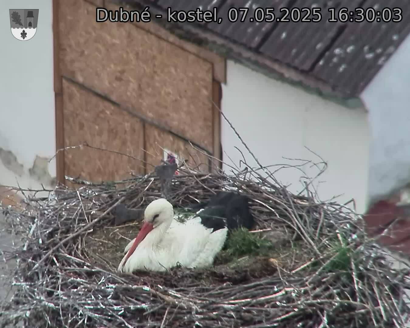 Capi_Dubne_20250507_163003.jpg (1350 x 1080)