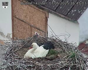 Capi_Dubne_20250507_164503.jpg (1350 x 1080)