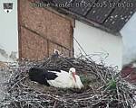 Capi_Dubne_20250507_170503.jpg