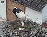 Capi_Dubne_20250507_171004.jpg