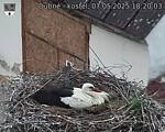 Capi_Dubne_20250507_182003.jpg