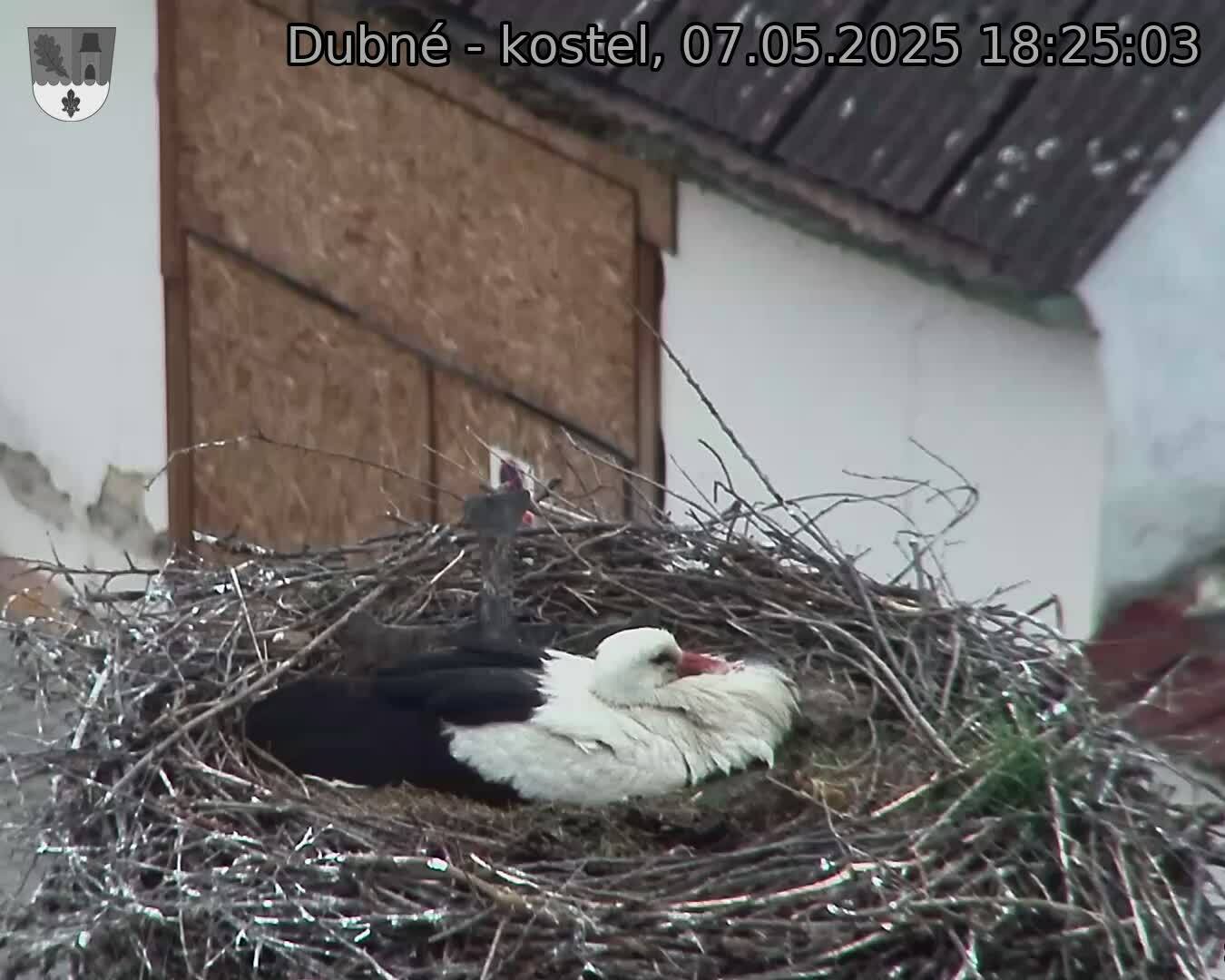 Capi_Dubne_20250507_182503.jpg (1350 x 1080)